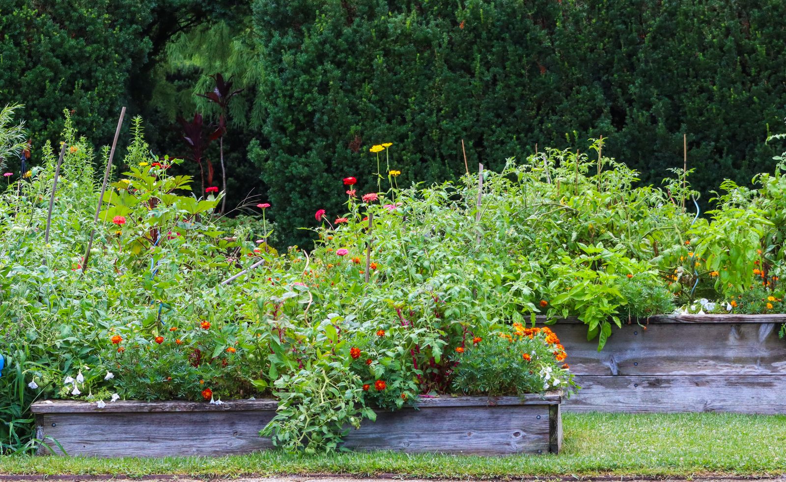 Two weathered timber raised beds packed with tomatoes, zinnias and marigolds against a dark hedge.