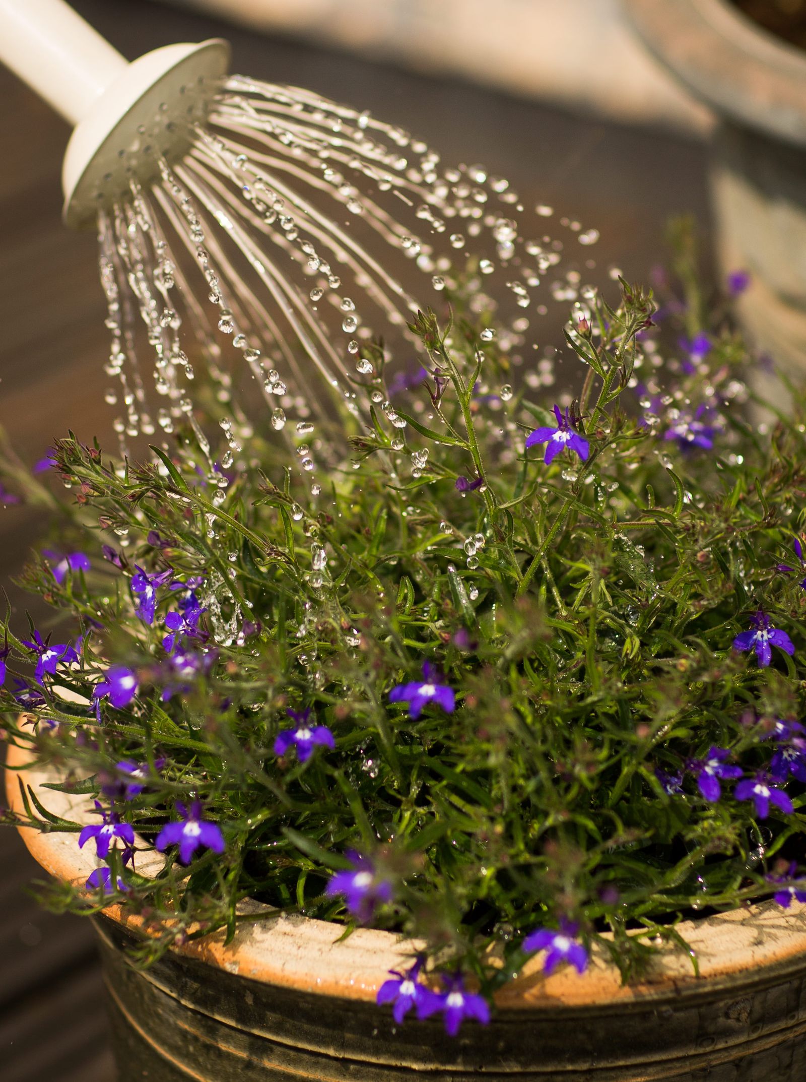 A cream watering can sending fine streams over a pot of purple lobelia in warm side light.