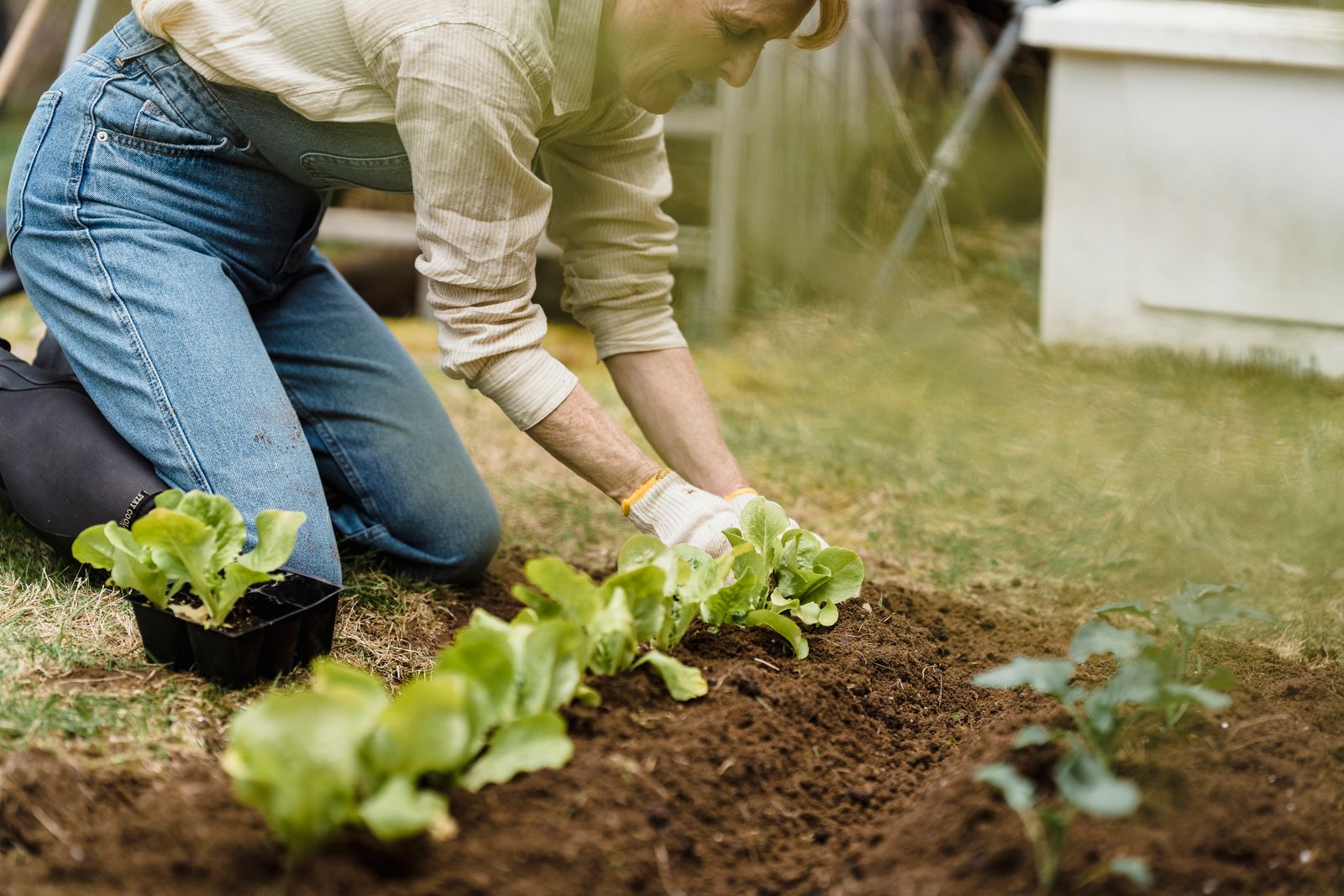 A gardener kneeling on a thick foam pad, setting out a row of lettuce seedlings.
