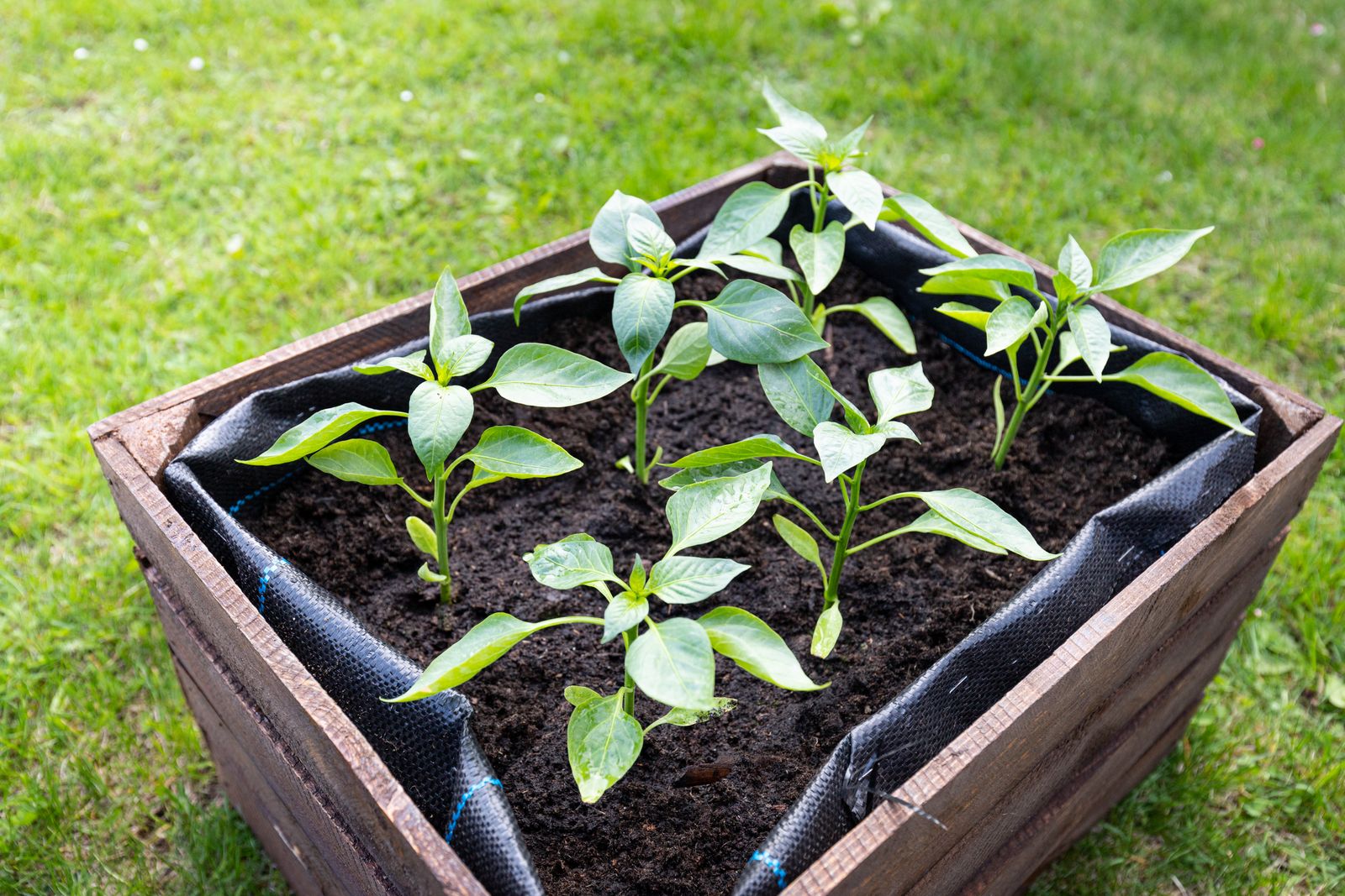 A dark-stained raised planter box standing on the lawn, filled with compost and young pepper plants.